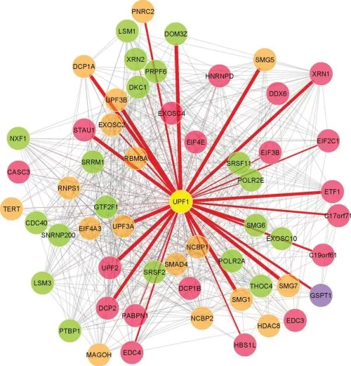 The PPI network